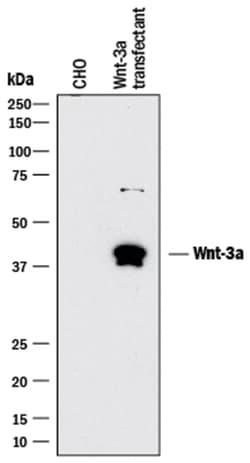 Human/Mouse Wnt-3a Antibody, R D Systems 25&mu;g; Unlabeled:Antibodies,