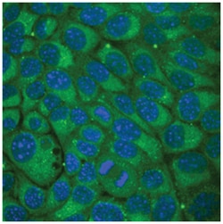 Mouse Wnt-5b Antibody, R D Systems 25&mu;g; Unlabeled:Antibodies, Monoclonal
