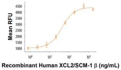 R D Systems Human XCL2/SCM-1 beta Recombinant Protein 25ug, Quantity: 25