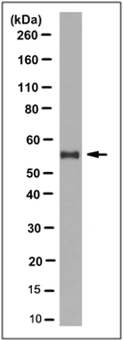 MilliporeSigma Mouse anti-HDAC1, Clone: 2E10, 100&mu;L:Antibodies, Monoclonal