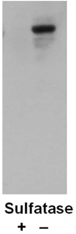 Sulfotyrosine Mouse anti-All, Clone: Sulfo-1C-A2, MilliporeSigma 100 &mu;L | Buy Online | MilliporeSigma | Fisher Scientific