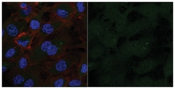 MilliporeSigma Mouse anti-PP2A, C subunit, Clone: 1D6, Alexa Fluor 488,