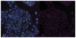 MilliporeSigma anti-TCF-4 Alexa Fluor 647, Clone: 6H5-3, 100 &mu;L | Buy Online | MilliporeSigma&trade; | Fisher Scientific
