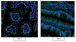 MilliporeSigma Mouse anti-Active- -Catenin, Clone: 8E7, Alexa Fluor 488,