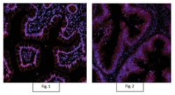 MilliporeSigma Mouse anti-Active- -Catenin, Clone: 8E7, Alexa Fluor 555, 100 &mu;L | Buy Online | MilliporeSigma&trade; | Fisher Scientific
