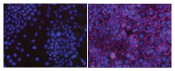 MilliporeSigma Phosphotyrosine, recombinant, Mouse, Alexa Fluor 647, Clone: