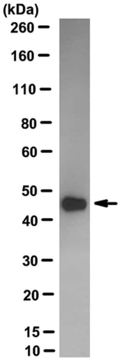 MilliporeSigma&trade;&nbsp;ERK1/MAPK3, Rabbit, Unlabeled, Clone: UP-158-22-3-10,