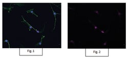 MilliporeSigma Rabbit anti-acetyl-Histone H3, Alexa Fluor 647, Polyclonal