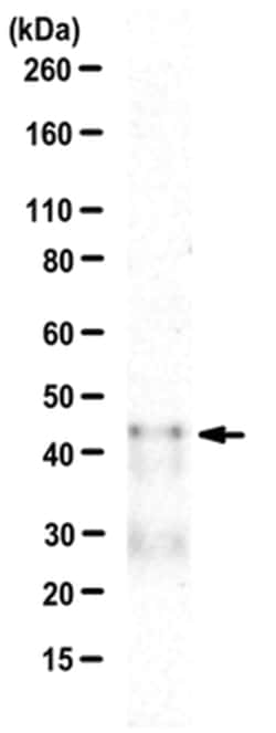 CREB Rabbit anti-Human, Mouse, Rat, Polyclonal, MilliporeSigma 200 &mu;g | Buy Online | MilliporeSigma | Fisher Scientific