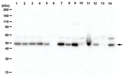 MilliporeSigma GLUT-2, Rabbit, Unlabeled, Polyclonal, 100&mu;g; Unlabeled:Antibodies,