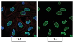 MilliporeSigma anti-acetyl-Histone H4 (Lys16), Alexa Fluor 488, Polyclonal