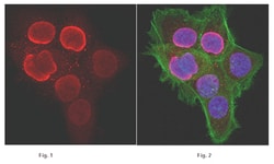 Monomethyl-Histone H3 (Lys27) Rabbit anti-Human, Vertebrates, Polyclonal, MilliporeSigma 20 &mu;g | Buy Online | MilliporeSigma | Fisher Scientific