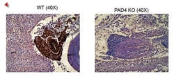 Histone H4 (citrulline 3) Rabbit anti-Human, Mouse, Polyclonal, MilliporeSigma