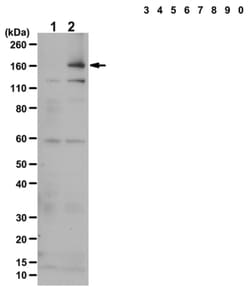 MilliporeSigma phospho-IRS1 (Tyr941), Rabbit, Unlabeled, Polyclonal, 200&mu;L;