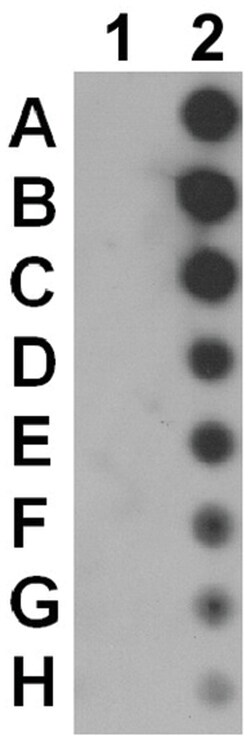 MilliporeSigma phospho-JAK1 (Tyr1022/1023), Rabbit, Unlabeled, Polyclonal, 100 &mu;L | Buy Online | MilliporeSigma&trade; | Fisher Scientific