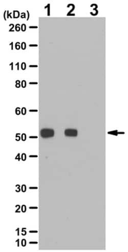 MilliporeSigma anti-phospho PTEN (Ser385), Polyclonal 100&mu;L, Unlabeled:Antibodies,