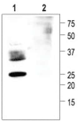 MilliporeSigma Aquaporin 2 (254-271), Rabbbit Polyclonal, ChIP Validated