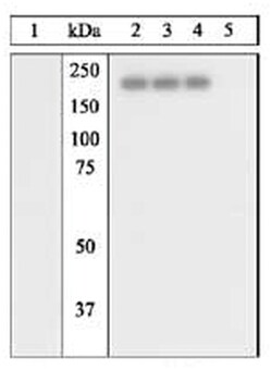 MilliporeSigma anti-PhosphoDetect EGFR (pTyr845), Polyclonal 10 Tests,