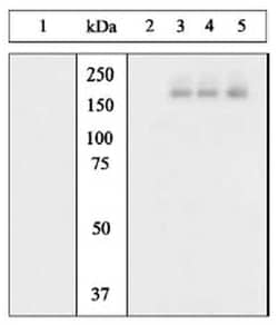 MilliporeSigma anti-PhosphoDetect EGFR (pTyr1068), Polyclonal 10 Tests,