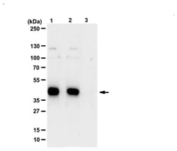 MilliporeSigma Phospho-MKK7/SKK4 (Thr275/Ser277) Rabbit anti-Human, Polyclonal