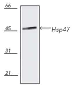 MilliporeSigma anti-Hsp47 Clone: M16.10A1, 50&mu;g, Unlabeled:Antibodies,