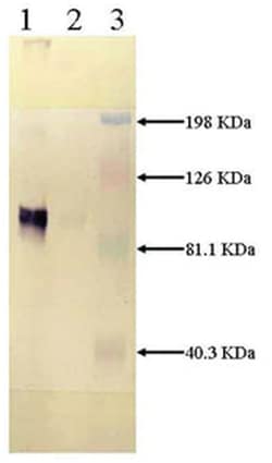 MilliporeSigma anti-LRP, Light Chain Clone: 5A6, 100&mu;g, Unlabeled:Antibodies,