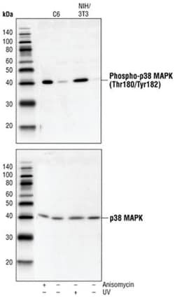 MilliporeSigma anti-p38 MAP Kinase (341-360), Polyclonal 200&mu;L, Unlabeled:Antibodies,