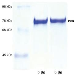 MilliporeSigma™ PKG, Iα, Bovine Lung, Protein