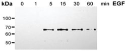 MilliporeSigma anti-PhosphoDetect Shc/p66 (pSer36) Clone: 60000000000,