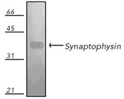 MilliporeSigma anti-Synaptophysin Clone: SP15, 50&mu;L, Unlabeled:Antibodies,