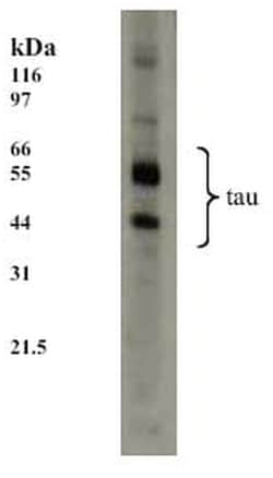 MilliporeSigma anti-Tau Clone: TAU-5 100&mu;g, Unlabeled:Antibodies, Monoclonal