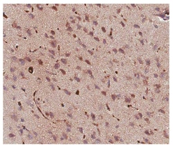 GABA Guinea Pig anti-Rat, All, Polyclonal, MilliporeSigma 50&mu;L; Unlabeled:Antibodies,
