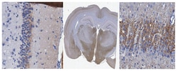 MilliporeSigma VGluT2, Guinea Pig, Unlabeled, Polyclonal 100&mu;L; Unlabeled:Antibodies,