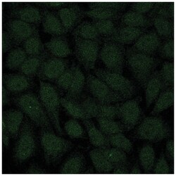 MilliporeSigma TopBP1, Rabbit, Alexa Fluor 488, Polyclonal, 100&mu;L; Alexa