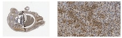 MilliporeSigma phospho Smad1/Smad5/Smad8 (Ser463/465), Rabbit, Unlabeled,