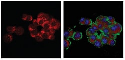 MilliporeSigma Vesicular Glutamate Transporter 3 (VGLUT3), Guinea Pig,