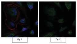 MilliporeSigma Rabbit anti-Sox9, Alexa Fluor 488, Polyclonal, 100&mu;L;