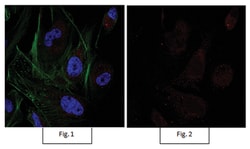 MilliporeSigma Rabbit anti-Sox9, Alexa Fluor 555, Polyclonal, 100&mu;L;