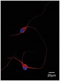 MAP2 Chicken anti-Rat, Polyclonal, MilliporeSigma 50&mu;L; Unlabeled:Antibodies,