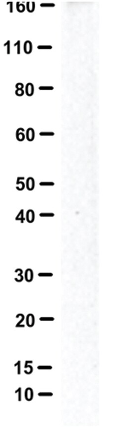 MilliporeSigma Slit2, Rabbit, Unlabeled, Polyclonal, 100 &mu;g | Buy Online | MilliporeSigma&trade; | Fisher Scientific