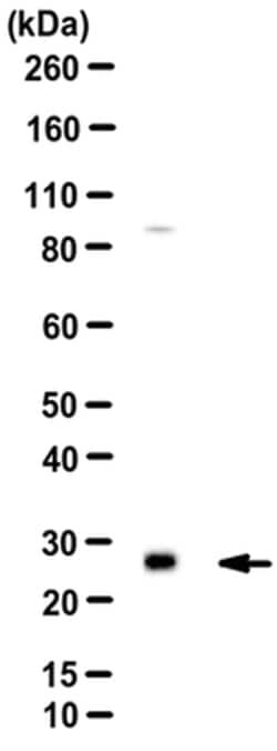 MilliporeSigma Catechol O-methyltransferase/COMT, Rabbit, Unlabeled, Polyclonal,
