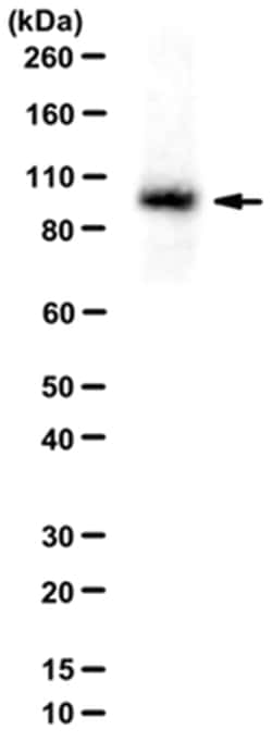 MilliporeSigma Rabbit anti-Sodium Pump Subunit alpha-2, Polyclonal, 100 &mu;L | Buy Online | MilliporeSigma&trade; | Fisher Scientific