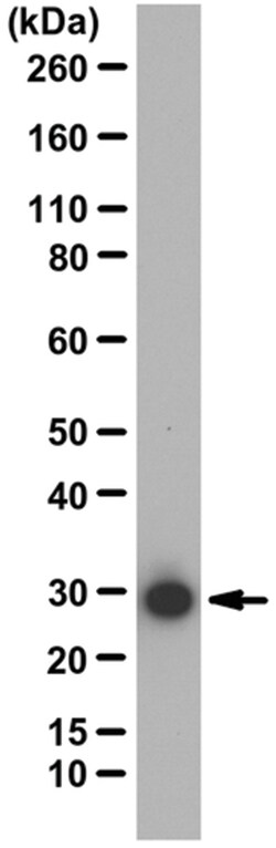 MilliporeSigma 14-3-3, Rabbit, Unlabeled, Polyclonal, 100&mu;g; Unlabeled:Antibodies,