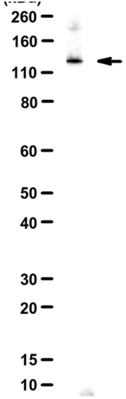 MilliporeSigma BAG6 (BAT3), Rabbit, Unlabeled, Polyclonal, 100 &mu;L | Buy Online | MilliporeSigma&trade; | Fisher Scientific