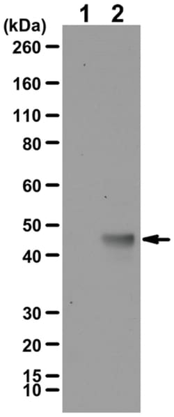 MilliporeSigma K-Ras4A, Isoform-specific, Rabbit, Unlabeled, Polyclonal,