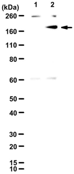 MilliporeSigma Cas9, D10A/H840A Mutant, Rabbit, Unlabeled, Polyclonal,