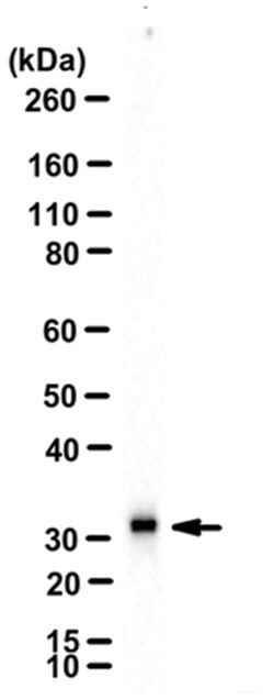 MilliporeSigma APH-1A, Rabbit, Unlabeled, Polyclonal, 100&mu;g; Unlabeled:Antibodies,