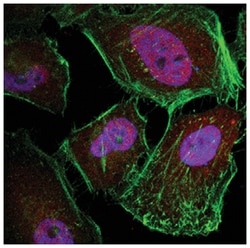 MilliporeSigma anti-Caspase 3, Polyclonal 50&mu;g, Unlabeled:Antibodies,