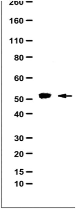 MilliporeSigma Rabbit anti-TRIM11, Polyclonal, 100&mu;g:Antibodies, Polyclonal