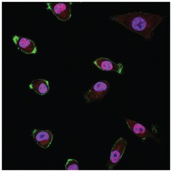 MilliporeSigma CDC45, Rabbit, Unlabeled, Polyclonal, 100&mu;L; Unlabeled:Antibodies,
